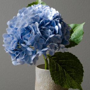 Botané Hydrangea blomst - blå