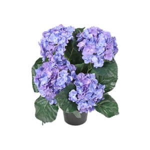 Hortensia potteplante blå