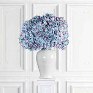 Hortensia – afskåret blomst i blå