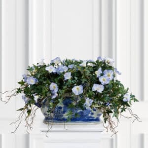 Ipomoea tricolor potteplante blå