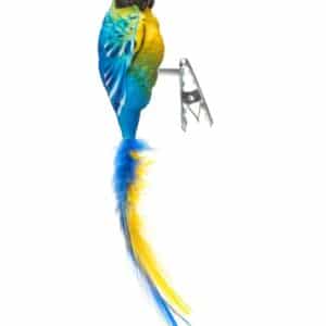 Blå og guldfarvet papegøje med klips