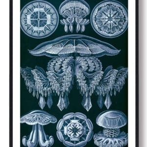 Gopler blå - plakat