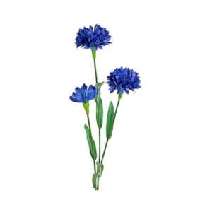 Kornblomst afskåret blomst blå