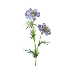 Scabiosa – afskåret blomst blå