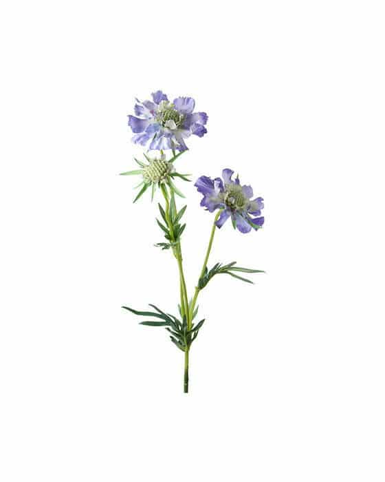 Scabiosa – afskåret blomst blå